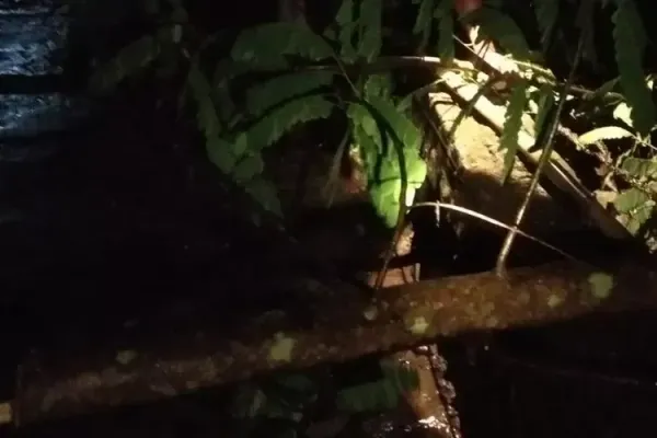 Diterjang Hujan Angin, Pohon di Klaten Roboh Timpa Rumah dan Halangi Jalan Raya
