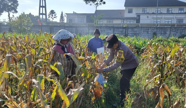 Dukung Program Pangan Nasional, Polresta Malang Kota Panen Jagung Melimpah