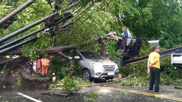 Hujan Deras Disertai Angin Kencang, Belasan Pohon di Kota Malang Tumbang