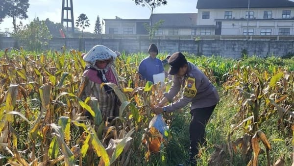 Polresta Malang Kota Hasilkan 2,5 Ton Jagung dalam Program Ketahanan Pangan