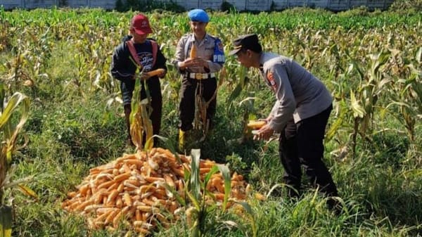 Wujud Kepedulian Polresta Malang Kota terhadap Ketahanan Pangan, Panen Jagung Bersama Petani