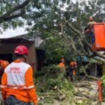 Pohon Trembesi Raksasa di Malang Tumbang, Warung Tertimpa