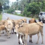 Tanggung Jawab Hukum Pemilik Hewan Ternak dalam Insiden Kecelakaan di Jalan Raya