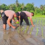 Aksi Polsek Gilimanuk Tanam Padi, Perkuat Ketahanan Pangan di Tengah Masyarakat