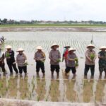 Inisiatif Ketahanan Pangan: Polres Sukoharjo Sediakan 20 Hektar Sawah