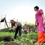 Kapolresta Malang Kota Ikut Tanam Jagung, Dukung Penuh Program Asta Cita