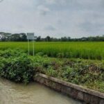 Nasib Pilu Petani di Sragen, Padi Roboh dan Motor Hilang Saat Parkir di Sawah