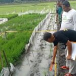 Petani Grobogan Meninggal Setelah Tersengat Jebakan Tikus Buatan Sendiri