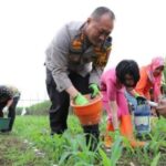 Kapolres Malang Kota Ikut Panas-panasan di Ladang Jagung Demi Ketahanan Pangan