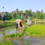 Polsek Gilimanuk Turun ke Sawah, Dukung Ketahanan Pangan Lewat Penanaman Padi